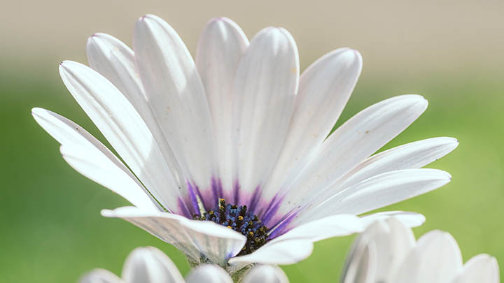 ToDesk下载方法详解：最新教程及常见问题解答2025年 二