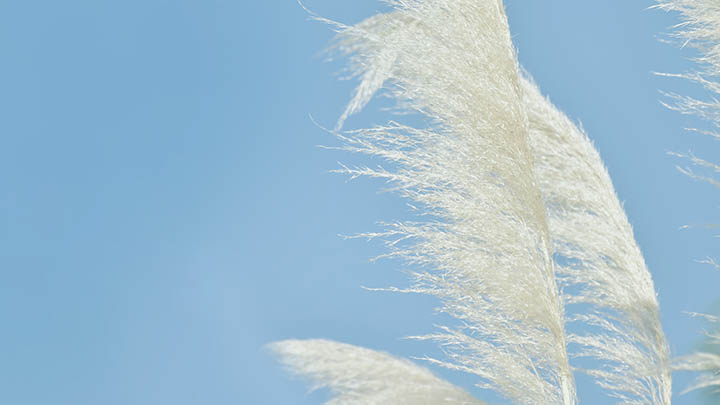 免费ToDesk下载：极速获官方版本3步教程 二