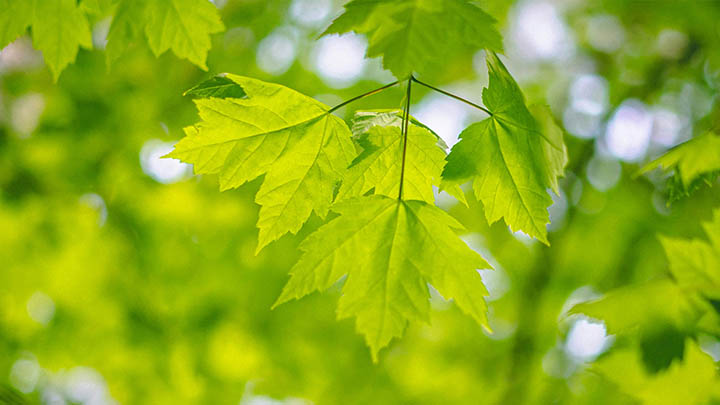 ToDesk下载速度提升指南：快速加速技巧集锦 二