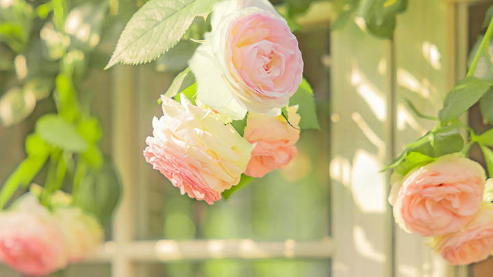 ToDesk下载全部：掌握3种快速获取技巧 二