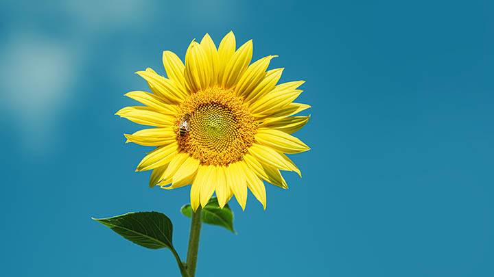 手机ToDesk下载与安装全流程详细教程 二