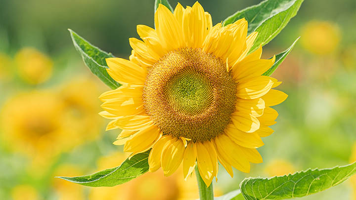 电脑无法下载ToDesk？3个实用技巧助你快速解决 二