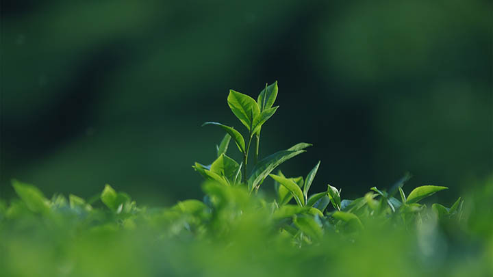 ToDesk快速下载安装全攻略：详解步骤与技巧Win/Mac适用 二