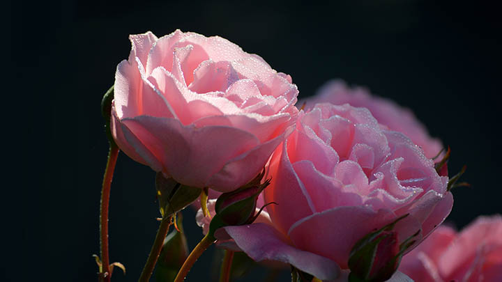 ToDesk下载官方地址获取指南适用Win/Mac全版本 二