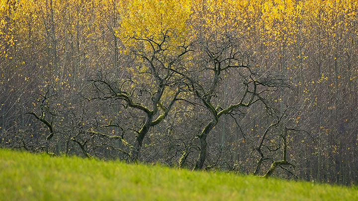 ToDesk正版下载指南：详细解析获取安全来源 二