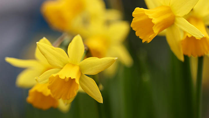 ToDesk下载：Mac三步轻松实现远程办公 二